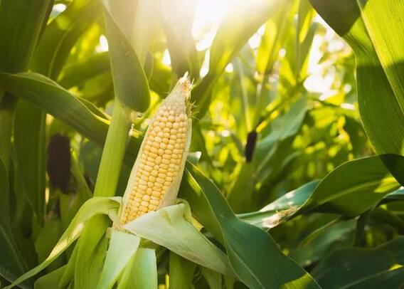 Agriculture : देशातून मकेच्या मोठी निर्यातीत वाढ