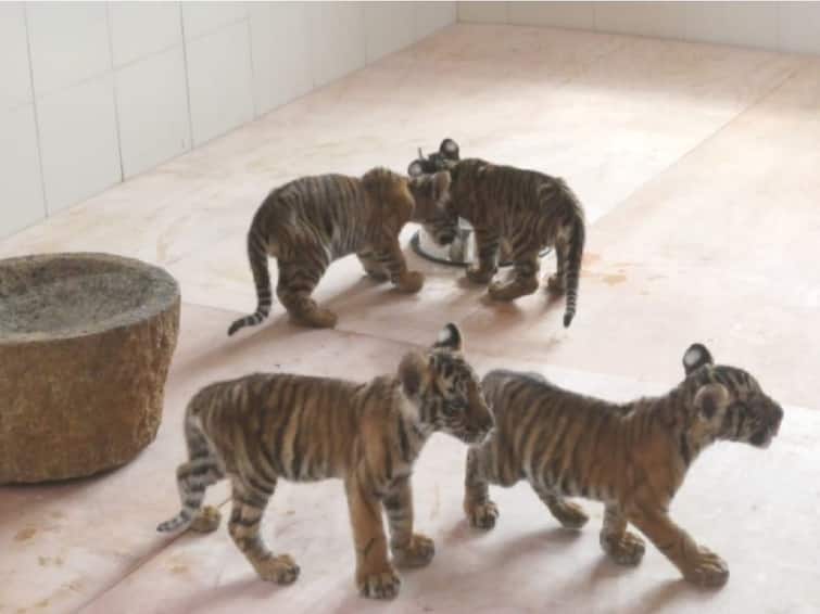 Tiger Cubs In Tirupati Zoo: Where are the tiger cubs kept in Tirupati?