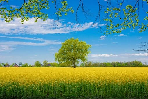 मुन्नार वैली; अगर आप इस स्प्रिंग सीजन में लैवेंडर के फूलों की हसीन वादियां देखना चाहते हैं, तो केरल राज्य में मौजूद मुन्नार वैली से ज्यादा खूबसूरत कुछ और नहीं हो सकता है. यहां पर आपको खूबसूरत वादियों के अलावा ट्रैकिंग करने का मौका भी मिलता है. बीच किनारे यहां आप अपने पार्टनर के साथ रोमांटिक समय बिता सकते हैं.