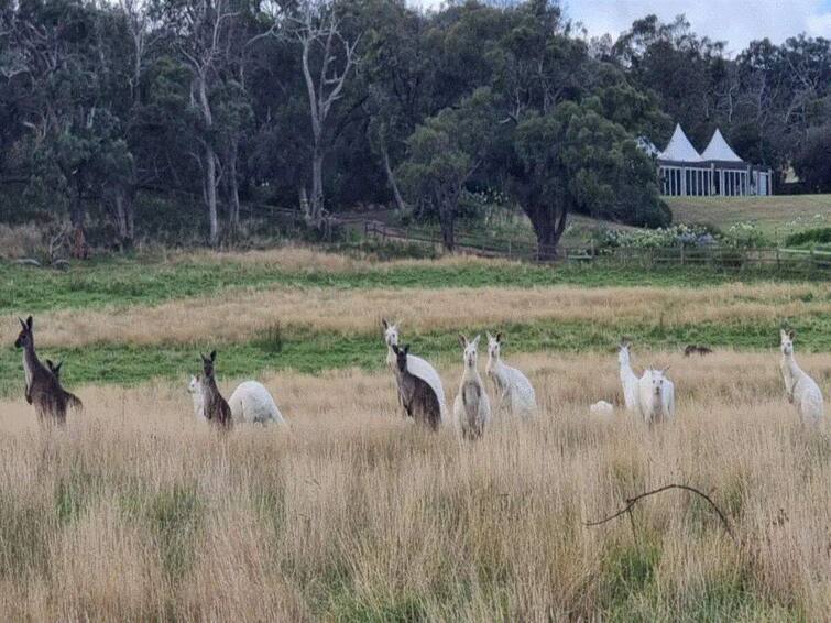 Rare Mob Of White Kangaroos Spotted In Wildlife Reserve In Australia, Pictures Go Viral Rare Mob Of White Kangaroos Spotted In Wildlife Reserve In Australia, Pictures Go Viral