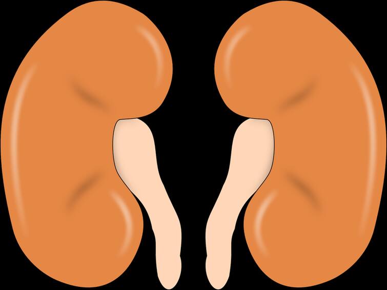 Herbs for Kidneys: Keep Your Kidneys Safe with These Herbs!