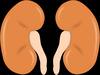 Herbs for Kidneys: ఈ మూలికలతో మీ మూత్ర పిండాలు సేఫ్!