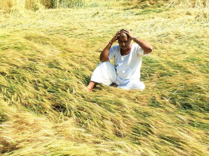 Rajasthan weather change unseasonal rain hailstorm caused damage to crops of farmers in jodhpur ann Rajasthan Weather Update: बदले मौसम ने बढ़ाई किसानों की मुश्किलें, बारिश और ओलावृष्टि से फसलों को नुकसान