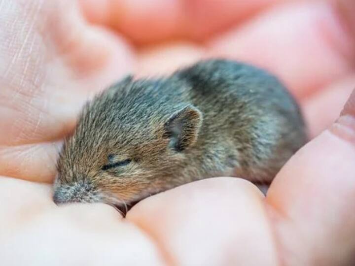 Guardian Reports international studies two male rats give birth to newborn mice Guardian Reports: वैज्ञानिकों के हाथ लगी बड़ी सफलता! दो मेल चूहों ने दिया बच्चों को जन्म