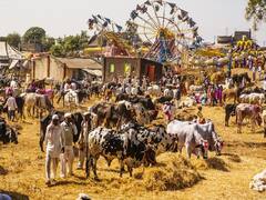 पशुपालकों को 50 लाख रुपये का ईनाम दे रहा ये राज्य, फटाफट पढ़ ले पूरी डिटेल