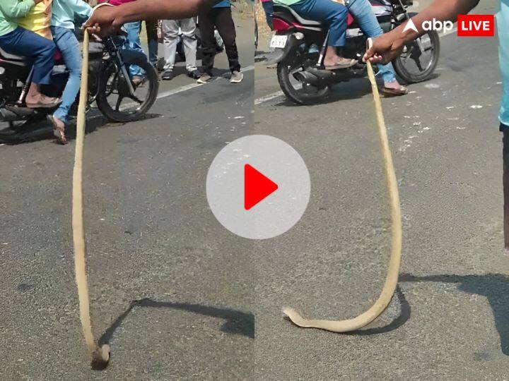 watch viral video of Cobra snake spotted hidden inside moving car on highway near Kolhapur Watch: हाईवे पर चलती कार के अंदर छिपा था कोबरा, देखने वालों की उमड़ी भीड़, देखें वायरल वीडियो
