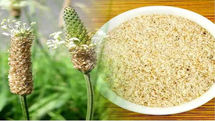 પાઈલ્સના ઈલાજમાં મદદરૂપઃ લાંબા સમયથી કબજિયાતની સમસ્યાને કારણે તમે પાઈલ્સનો શિકાર બની શકો છો. જોકે ઇસૂબગૂલ તમને આ સમસ્યાના ઉકેલમાં ઘણી મદદ કરી શકે છે. નિષ્ણાતોના મતે, ઇસૂબગૂલ પાઇલ્સને મટાડવામાં મદદ કરે છે.