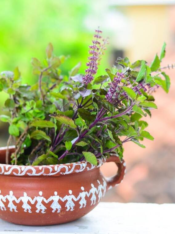 તુલસી પાસે ભૂલથી પણ ન રાખો આ ચીજ