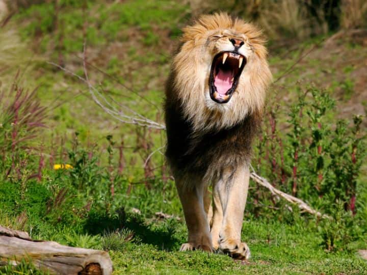 Do lions have any favorite meat How much meat can a lion eat at a time जानिए जंगल के राजा शेर का कौन सा होता है पसंदीदा मांस? एक टाइम में कितना खा सकता है