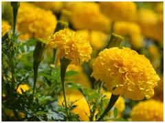 'ससुराल गेंदा फूल' में गेंदा का ही फूल क्यों होता है, इसमें क्या खास है?