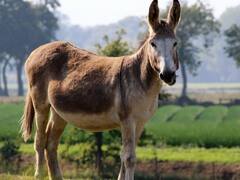 राजस्थान में कब होती है गधों की पूजा, किस बात पर हो नाराज हो गई थीं शीतला माता, यहां जानें