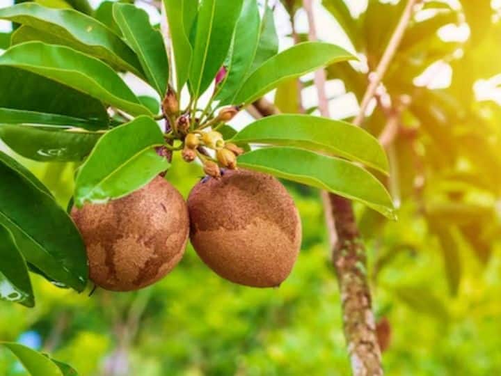 Chiku Health Benefits Know Why Should You Eat Sapota Fruits to Prevent Many Diseases चीकू खाने से शरीर को एक-दो नहीं...मिलेंगे ये 5 फायदे, जानिए इस फल की क्या है खासियत?