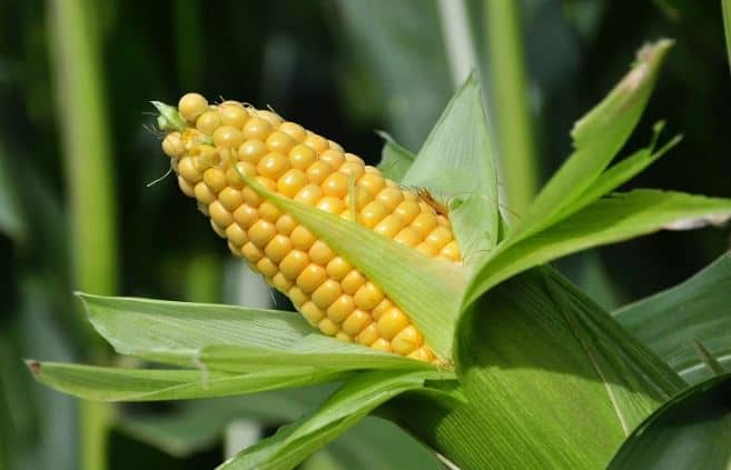 आंतरराष्ट्रीय बाजारात मकेच्या  (Maize) मागणीत मोठी वाढ झाली आहे. त्यामुळं भारतातून होणारी मका निर्यात (Maize Export) देखील वाढली आहे.