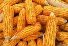 Maize : देशातून मका निर्यातीत मोठी वाढ