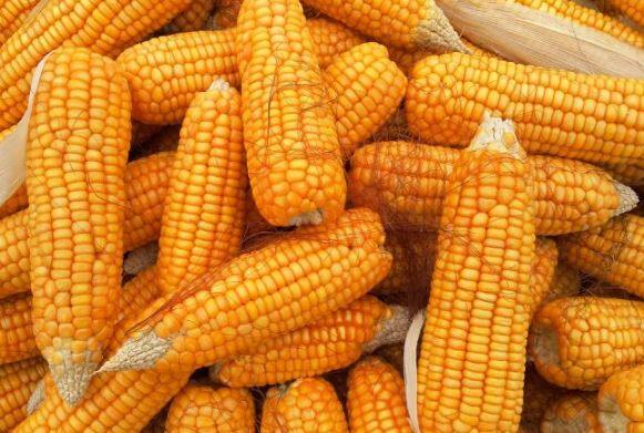 कृषी मंत्रालयानं दिलेल्या माहितीनुसार 2022-23 मध्ये मकेच्या निर्यात 1.5 टक्क्यांची वाढ झाली आहे.