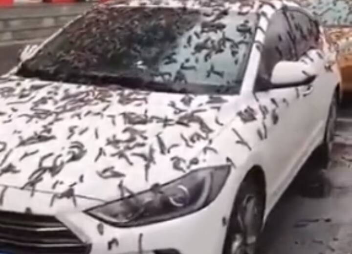 mysterious rain storm of worms in china Beijing Viral Video Video: चीन में हो रही कीड़ों की बारिश, आसमान से गिरती रहस्यमयी चीज को देख हैरान हैं लोग