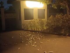 कृष्णा नदी पात्रात मृत माशांचा खच, स्वाभिमानी शेतकरी संघटना आक्रमक; आयुक्तांच्या निवासस्थानासमोर फेकले मृत मासे