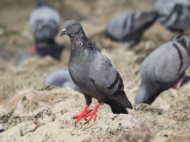 Attention  Pigeons have become a threat to people’s lungs in this state
