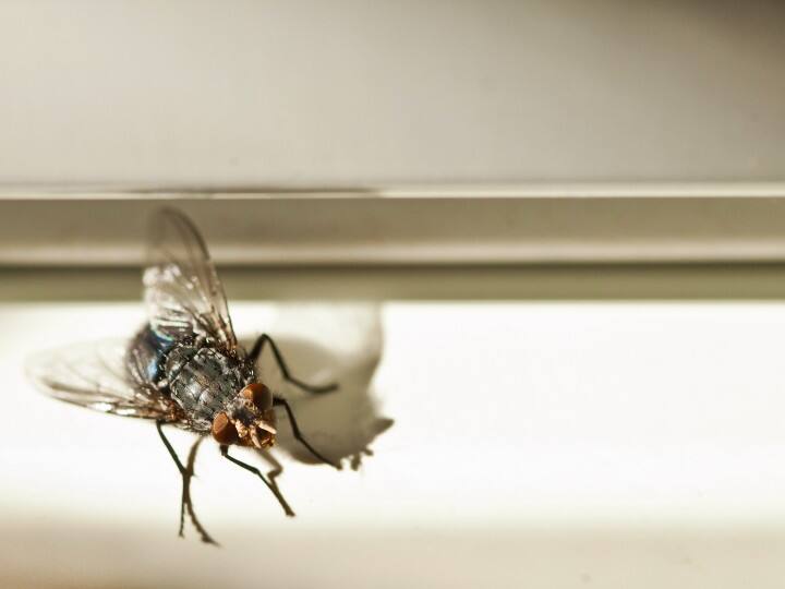 Ever wondered why a fly rubs its legs interesting facts about files कभी सोचा है मक्खी अपने पैरों को क्यों रगड़ती है? पढ़िए क्या होता है इसके पीछे का कारण