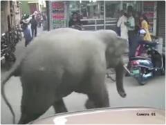 हाथी को आया गुस्सा और फिर सड़क पर मचा दिया उत्पात... आप भी देखिए ये जोरदार वीडियो