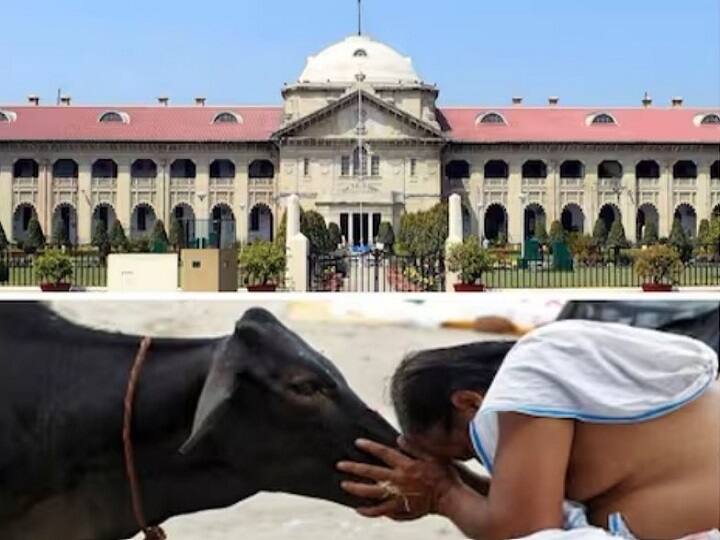 Allahabad High Court says Centre will declare Cow protected national animal ban slaughter National Animal: இந்தியாவின் தேசிய விலங்காக பசுவை அறிவிப்பாங்கன்னு நம்புறோம்.. நீதிமன்றம் தெரிவித்தது என்ன?