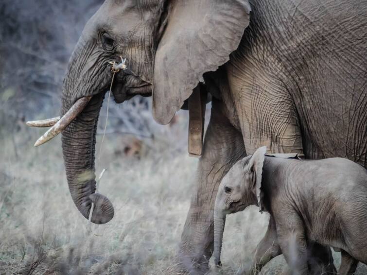 mother and baby elephant fall in drain watch rescue viral video Viral Video: ড্রেনে পড়ে গিয়েছে মা এবং বাচ্চা হাতি, অভিনব কায়দায় হল উদ্ধার, ভাইরাল ভিডিও