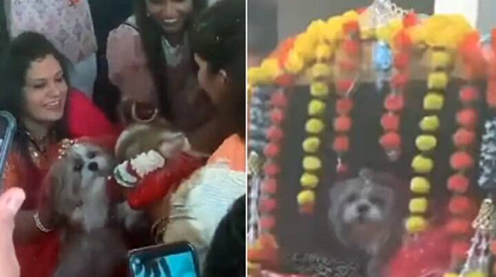 Family Gets Dogs Married In A Lavish Ceremony, Internet Reacts நாய்க்கு பிரம்மாண்டமாக கல்யாணம்.. இணையவாசிகள் ரியாக்ஷன் இதுதான்