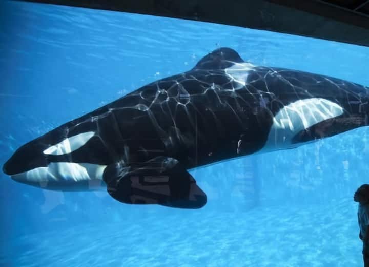 Canada Last Captive Killer Kiska Whale Dies animal justice group blaims Marineland Authority Whale: कनाडा की आखिरी कैप्टिव किलर व्हेल किस्का की मौत, एनिमल जस्टिस समूह ने लगाए गंभीर आरोप