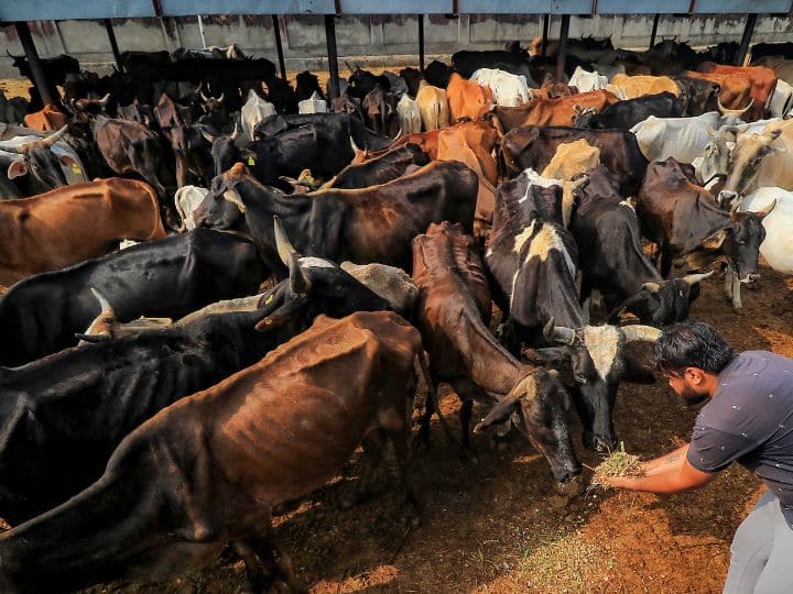 NITI Aayog Report: Now Gaushala economy will get a boost!  NITI Aayog said- ‘Dung and cow urine…’