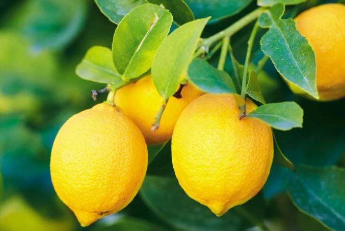 राज्याच्या अनेक भागात उन्हाचा चटका जाणवू लागला आहे. तापमान वाढल्यानं लिंबाच्या मागणीत वाढ झाली आहे. त्याचा परिणाम दरावर झाला आहे.