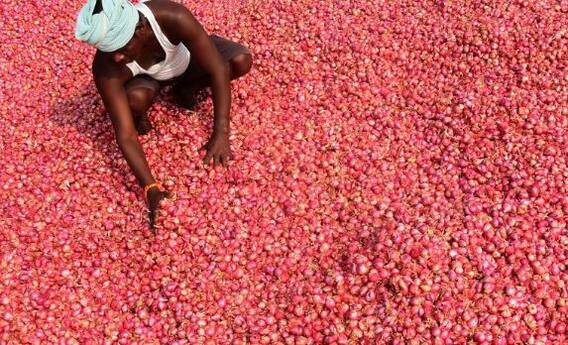 ਪਿਆਜ਼ ਦੀਆਂ ਕੀਮਤਾਂ 40 ਫੀਸਦੀ ਡਿੱਗੀਆਂ, ਕਿਸਾਨਾਂ ਦੀ ਲਾਗਤ ਵੀ ਨਹੀਂ ਹੋ ਰਹੀ ਪੂਰੀ