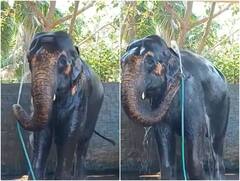 हाथी को लगी गर्मी तो पाइप उठाया और खुद ही नहाने लगा... ऐसा सीन कम ही देखने को मिलता है!