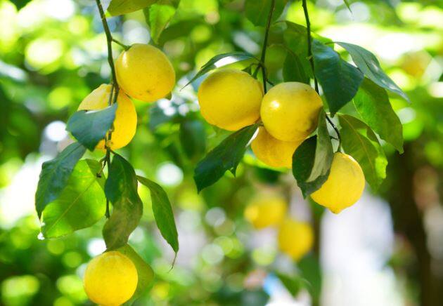 लिंबाचे दर (Lemon Price) वाढल्यानं शेतकऱ्यांना फायदा मिळत आहे.  80 ते 100 रुपये प्रति किलोने लिंबाची विक्री होत आहे.