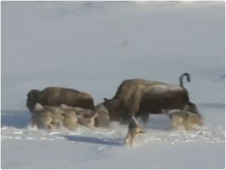 Bison knocks down his partner to save his life infront of Wolves Video: बाइसन ने अपनी जान बचाने के लिए साथी को बनाया बलि का बकरा, यूजर्स को मिला सबक