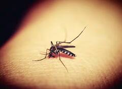 ਕੀ ਤੁਹਾਨੂੰ ਵੀ ਮੱਛਰ ਬਹੁਤ ਜ਼ਿਆਦਾ ਕੱਟਦੇ? ਜਾਣੋ ਆਖਰ ਅਜਿਹਾ ਕਿਉਂ ਹੁੰਦਾ...