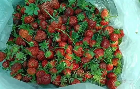 strawberries : गोंदियाच्या मातीत फुलवला स्ट्रॉबेरीचा मळा