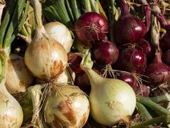 ਪਿਆਜ਼ ਦੀਆਂ ਕੀਮਤਾਂ 40 ਫੀਸਦੀ ਡਿੱਗੀਆਂ, ਕਿਸਾਨਾਂ ਦੀ ਲਾਗਤ ਵੀ ਨਹੀਂ ਹੋ ਰਹੀ ਪੂਰੀ