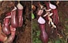 Nepenthes Pudica: ਬਹੁਤ ਖਤਰਨਾਕ ਹੁੰਦਾ ਮਾਸਾਹਾਰੀ ਪੌਦਾ, ਨੇੜੇ ਜਾਂਦੇ ਹੀ ਜੀਵ-ਜੰਤੂਆਂ ਨੂੰ ਬਣਾ ਲੈਂਦਾ ਸ਼ਿਕਾਰ