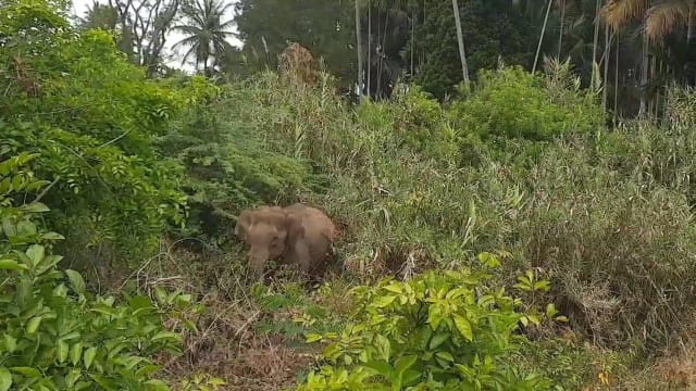 மின்வேலியில் உயிரிழந்த தாய் யானை- 5 நாட்களுக்கு பிறகு நகர்ந்த குட்டி யானைகள்