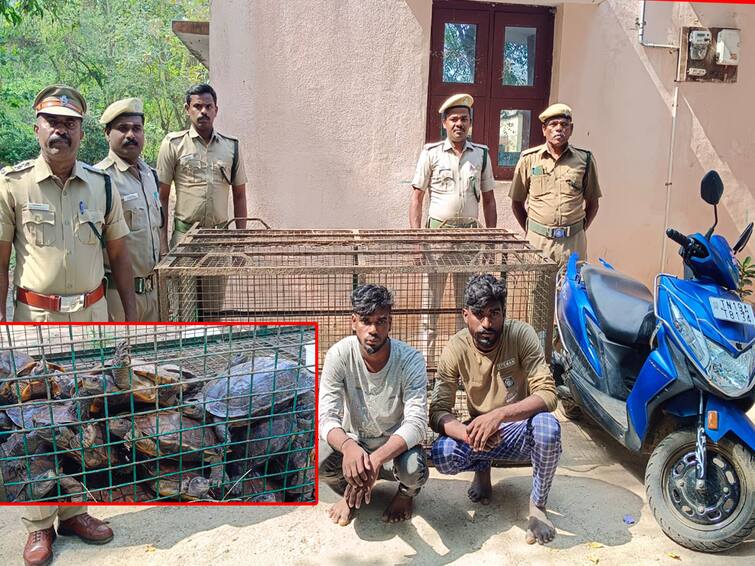 Villupuram Two arrested for smuggling a rare turtle for curry near Marakkanam TNN Villupuram : மரக்காணம் அருகே கறிக்காக அரியவகை ஆமை கடத்திச் சென்ற இருவர் கைது