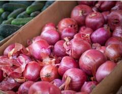 ਪਿਆਜ਼ ਦੀਆਂ ਕੀਮਤਾਂ 40 ਫੀਸਦੀ ਡਿੱਗੀਆਂ, ਕਿਸਾਨਾਂ ਦੀ ਲਾਗਤ ਵੀ ਨਹੀਂ ਹੋ ਰਹੀ ਪੂਰੀ