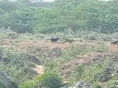 दिल्ली में दो दिनों के अंतराल पर आवारा कुत्तों का निवाला बने दो मासूम, एक ही परिवार के थे दोनों