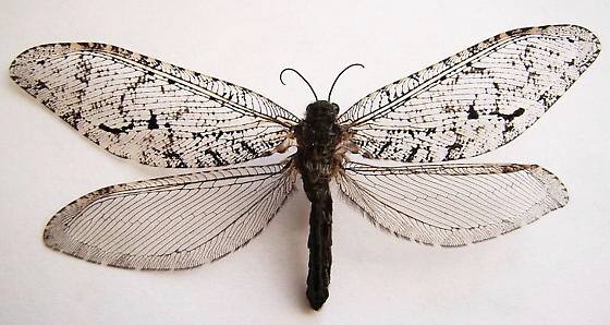 বিজ্ঞানীরা জানিয়েছেন, Polystoechotes punctate- এই প্রাণীকে  ১৯৫০ সালে শেষবারের জন্য দেখা পাওয়া গিয়েছিল উত্তর আমেরিকায়।