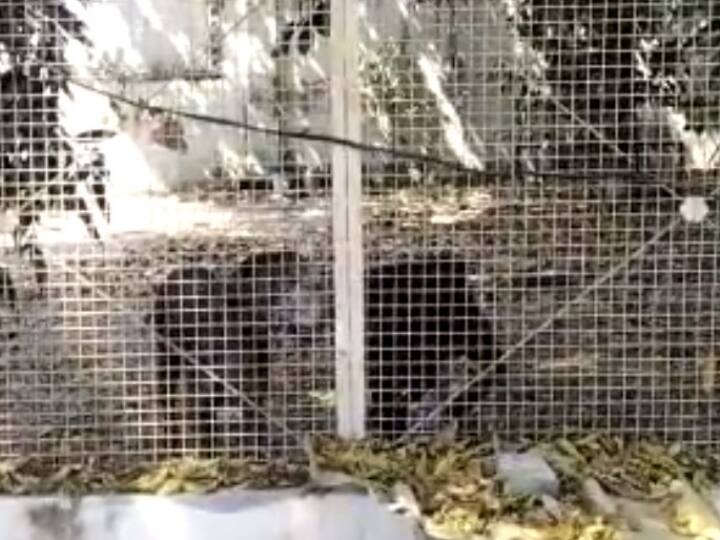 Prayagraj Murder Case: अतीक अहमद के दो कुत्तों की भूख से मौत, तीन को बचाने में जुटा नगर निगम, जानें- इनकी खासियत Atique Ahmad two Dogs Died of Hunger in Prayagraj after Umesh Pal Murder Case Watch Video Prayagraj Murder Case: अतीक अहमद के दो कुत्तों की भूख से मौत, तीन को बचाने में जुटा नगर निगम, जानें- इनकी खासियत