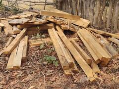 करोड़ों की लकड़ियों की तस्करी का भंडाफोड़, फॉरेस्ट विभाग ने की बड़ी कार्रवाई, दो दिनों में लाखों का सागौन जब्त