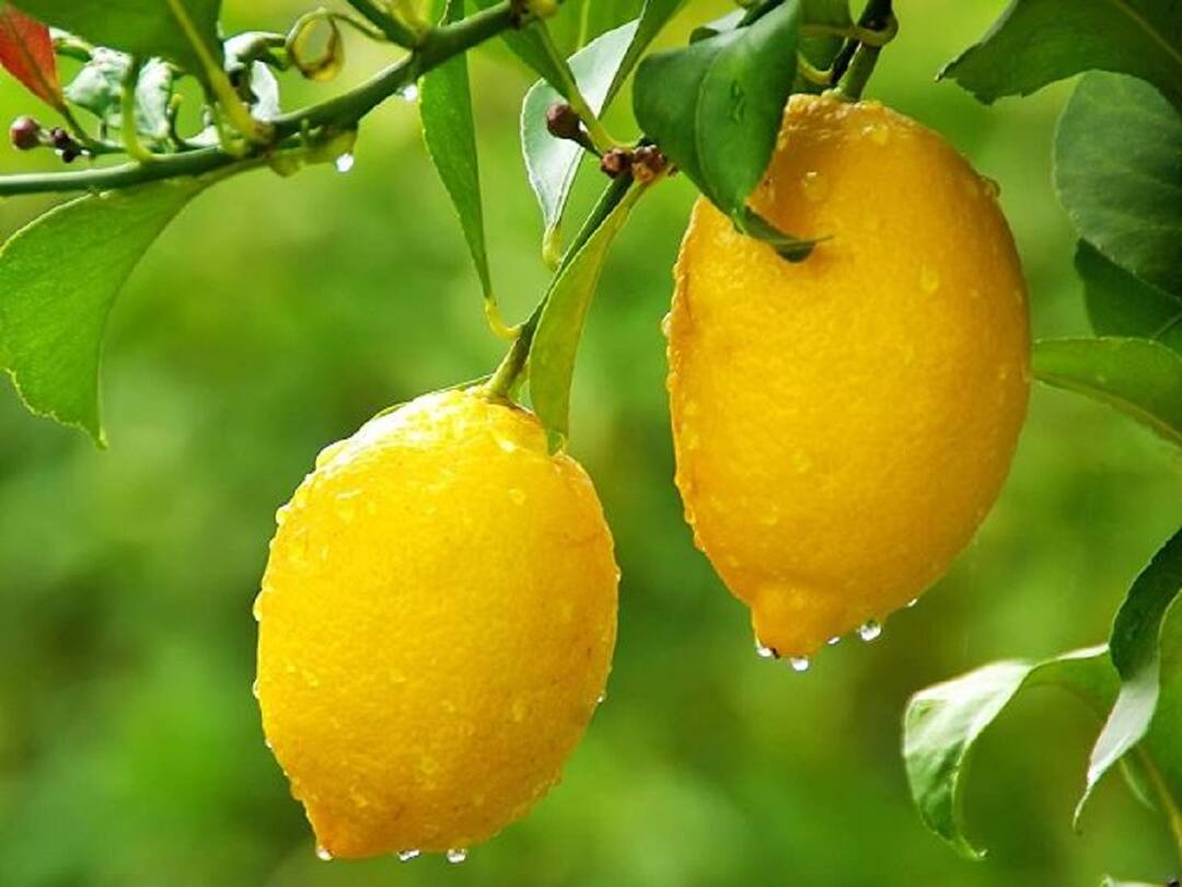 Maharashtra Agriculture News heat of summer has increased in the state the price of lemon has increased Lemon : राज्यात उन्हाचा चटका वाढला, लिंबाच्या मागणीत वाढ; किलोला मिळतोय 80 ते 100 रुपयांचा दर
