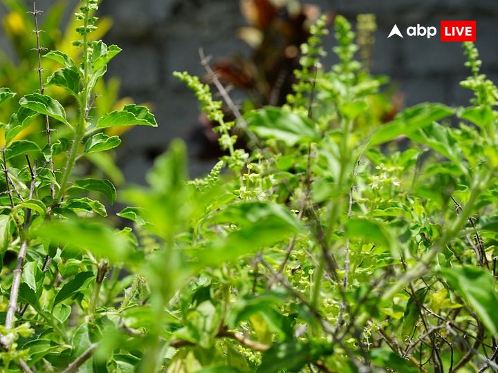 Tulsi Niyam: રવિવારના દિવસે ન કરો તુલસી સાથે જોડાયેલી આ ભૂલ, આવી શકે છે મોટી મુસીબત