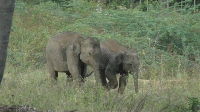 Dharmapuri: mother elephant who died in the electric fence - the baby elephants moved after 5 days TNN மின்வேலியில் உயிரிழந்த தாய் யானை- 5 நாட்களுக்கு பிறகு நகர்ந்த குட்டி யானைகள்