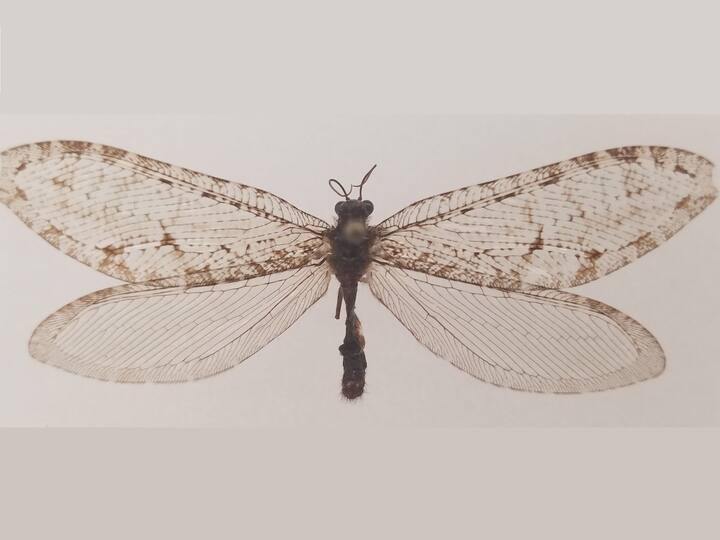 বিজ্ঞানীরা এখনও ওয়ালমার্ট স্টোরের বাইরের অংশে কীভাবে পোকাটি এসেছে তা খুঁজে বের করার চেষ্টা করছেন।