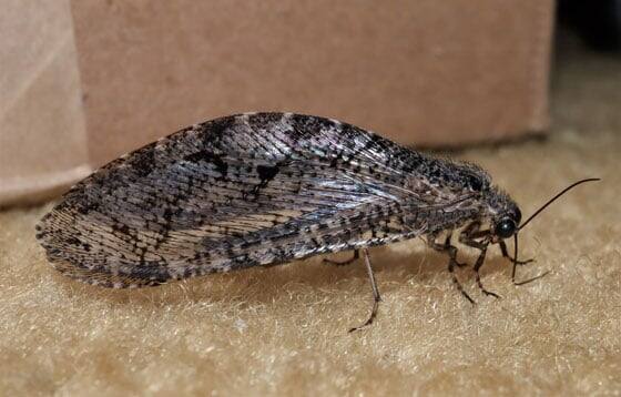 ২০১২ সালে মাইকেল স্কভার্লা পেনসেলভেনিয়ার স্টেট ইনসেক্ট আইডেন্টিফিকেশন ল্যাবে এই প্রাণীকে শনাক্ত করে। এক প্রত্যক্ষদর্শী জানিয়েছেন, ওয়ালমার্টে যখন শপিং করতে যাই, সেই সময় দুধ কেনার সময় নজরে আসে। বিল্ডিংয়ের মধ্যেই এই পোকার দেখা মেলে।